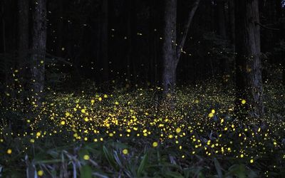 Fireflies